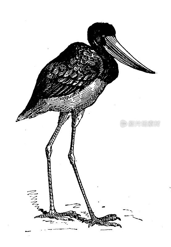 古董插图:鞍嘴鹳或鞍嘴鸟(Ephippiorhynchus senegalensis)